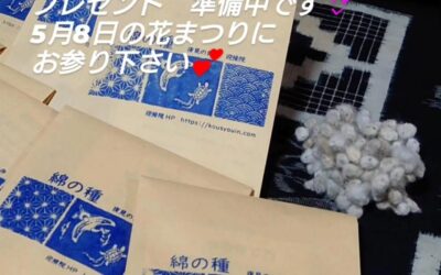 綿の種プレゼント💛
