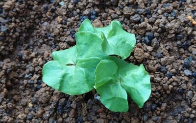 棉の芽が可愛らしいです