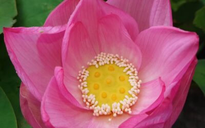 蓮が開花