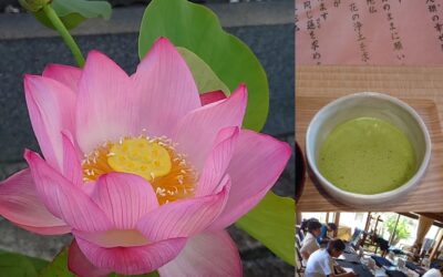 同じ蓮を求めます💛