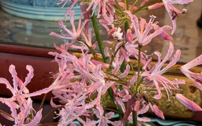 慈しみのヨーガ