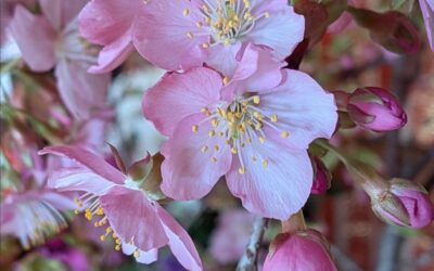玉露と桜もち