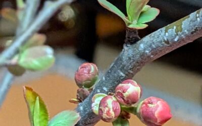 木瓜の蕾も膨らみますように