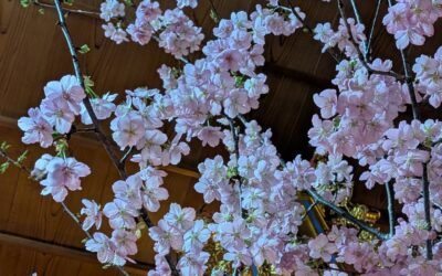 お花見ヨーガ💛