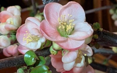 お彼岸のヨーガ💛