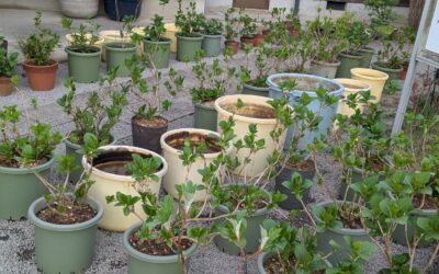 蓮と紫陽花の植え替え完了!