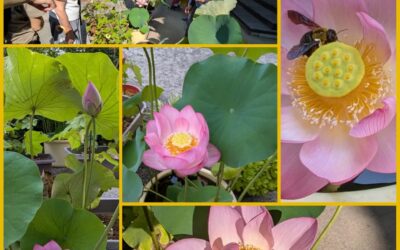 蓮の開花とお念仏会