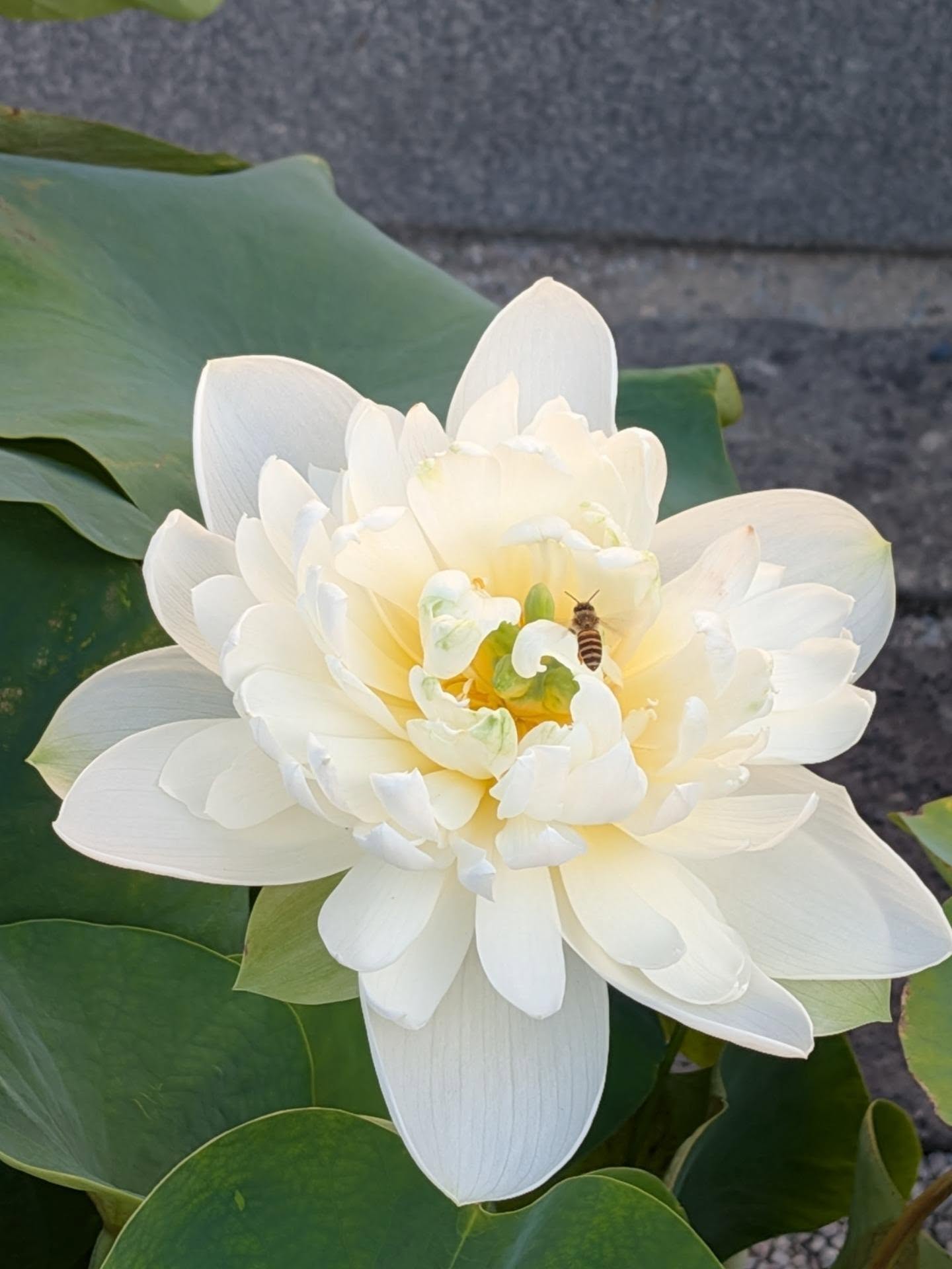 寺子屋サロン